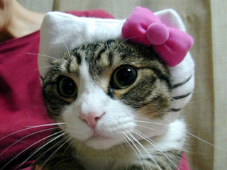 Illustration for article titled Japan's Hello Kitty Cat Humiliation System